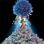 Maximizing the Power of T-cells